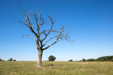 Bir'ın bahçesinde ölü ağaçlar