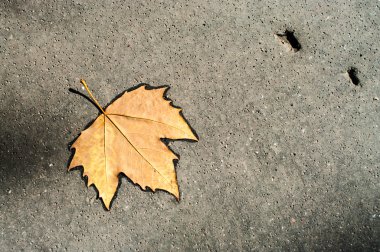 Sarı düşmüş yaprak 