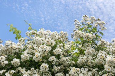 White flowers against blue sky  clipart