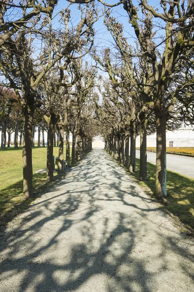 Árboles de invierno y sus sombras — Foto de Stock