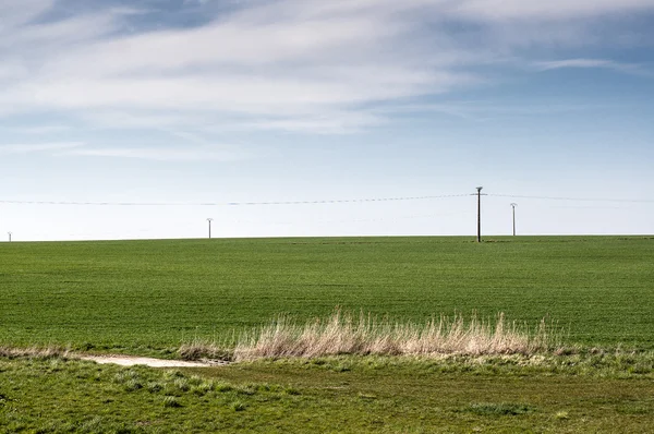 Grüne Felder mit Strommasten — Stockfoto