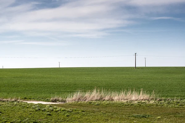 Campos verdes com postes de eletricidade — Fotografia de Stock