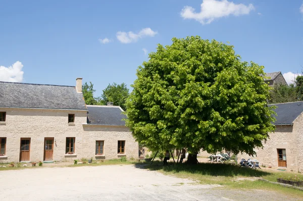 Boom met grote kroon in de tuin — Stockfoto