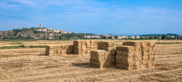 Hayricks в полях пшеницю — стокове фото