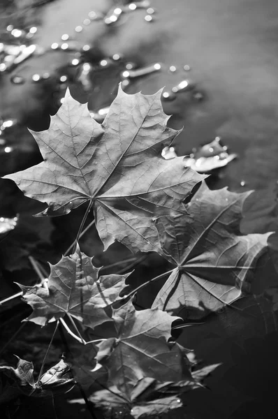 秋天的树叶在水面上 — 图库照片