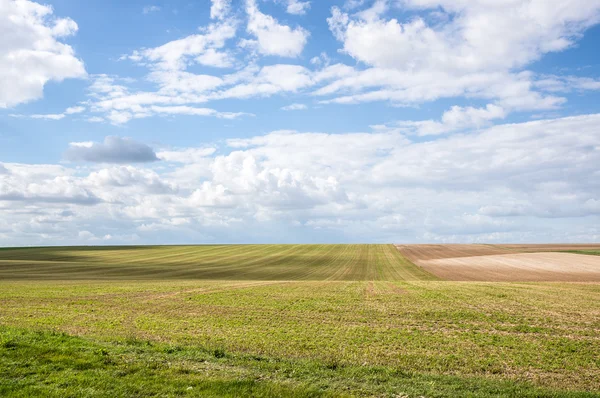 Pola pszenicy sceniczny — Zdjęcie stockowe