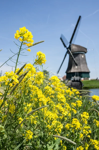 Hagyományos holland szélmalom — Stock Fotó