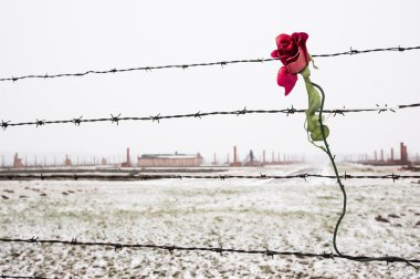 A rose on the Barbed Wire Fence clipart