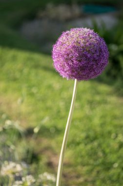 Dev soğan, Allium giganteum