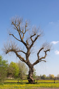 Bahar çıplak ağaca