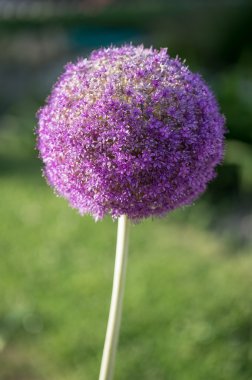 Dev soğan, Allium giganteum