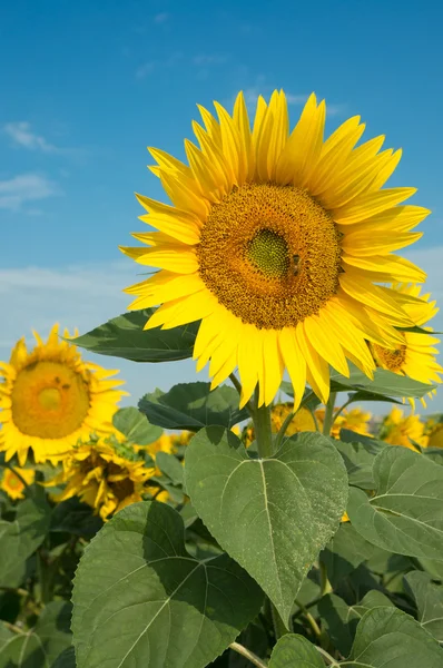 Sonnenblumen auf dem Feld vor blauem Himmel — Stockfoto