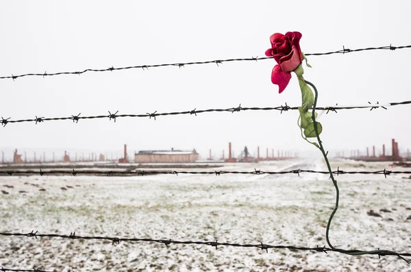 Uma rosa na cerca de arame farpado — Fotografia de Stock