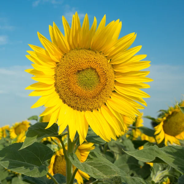 Floarea-soarelui pe câmp împotriva cerului albastru — Fotografie, imagine de stoc
