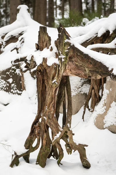 Dead tree in Adrspach — Stock Photo, Image