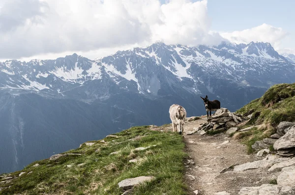 Schwarze und weiße Pantoletten — Stockfoto