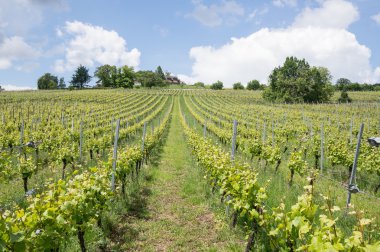 Güzel yeşil üzüm bağı manzarası