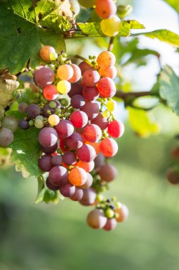Üzüm bağında kırmızı üzümler