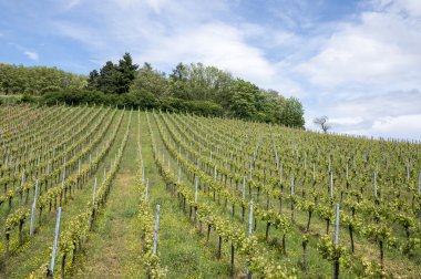 Güzel yeşil üzüm bağı manzarası