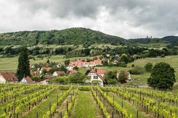 Vinha verde em Mittelbergheim — Fotografia de Stock