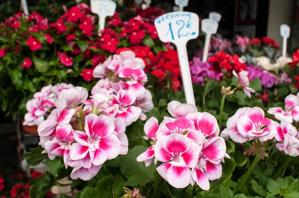 Gerani in vendita nel negozio di fiori — Foto Stock