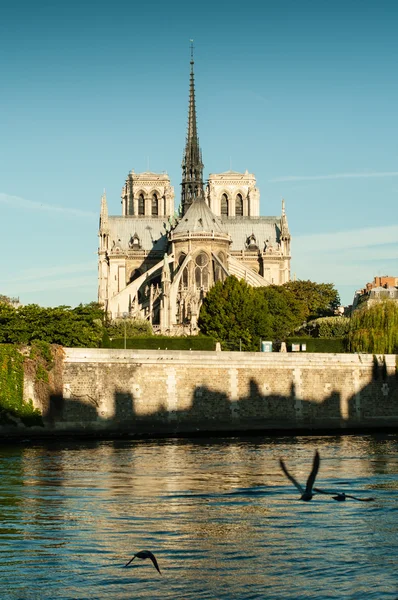 Notre dame-katedralen — Stockfoto