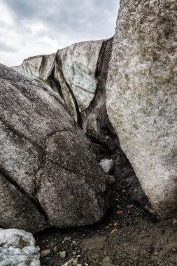 Novaya Zemlya buzulda Serp-i-Molot koyu bir ayı içinde