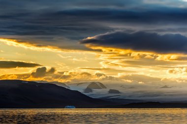 Novaya Zemlya buzulda Serp-i-Molot koyu bir ayı içinde