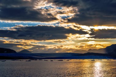 Novaya Zemlya buzulda Serp-i-Molot koyu bir ayı içinde