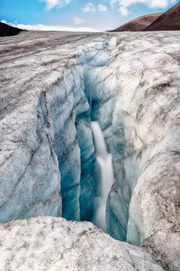Novaya Zemlya buzulda Serp-i-Molot koyu bir ayı içinde