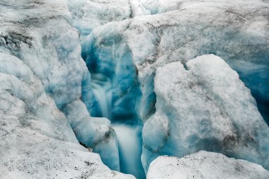 Novaya Zemlya buzulda Serp-i-Molot koyu bir ayı içinde