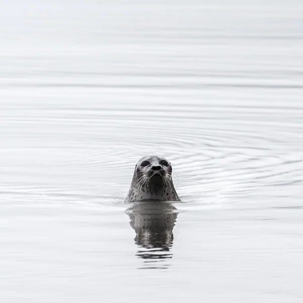 Die Robbe segelt in der Pest — Stockfoto