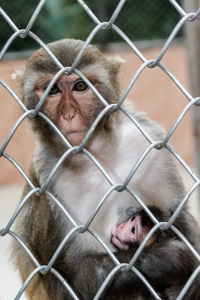 Singes dans une maison de singes à Sukhumi, Abkhazie — Photo