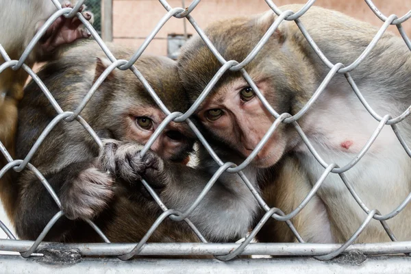 Обезьяны в обезьяньем доме в Сухуми, Абхазия Лицензионные Стоковые Фото