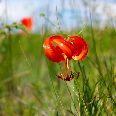 Lily angustifoliate Adası Olkhon üzerinde