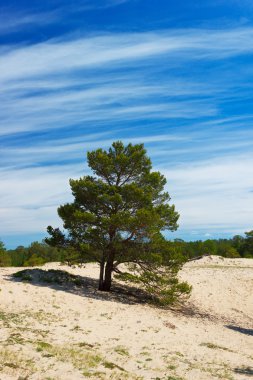 Pines Adası Olkhon üzerinde