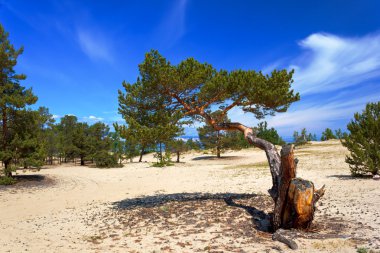 Pines Adası Olkhon üzerinde