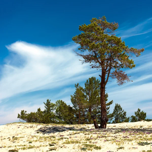 Pines Adası Olkhon üzerinde