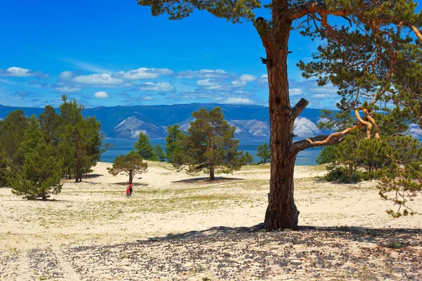 Pinos en la isla Olkhon — Foto de Stock