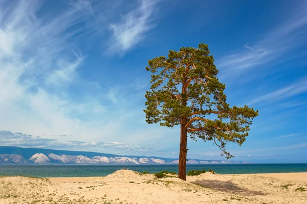 Pines on island Olkhon — Stock Photo, Image