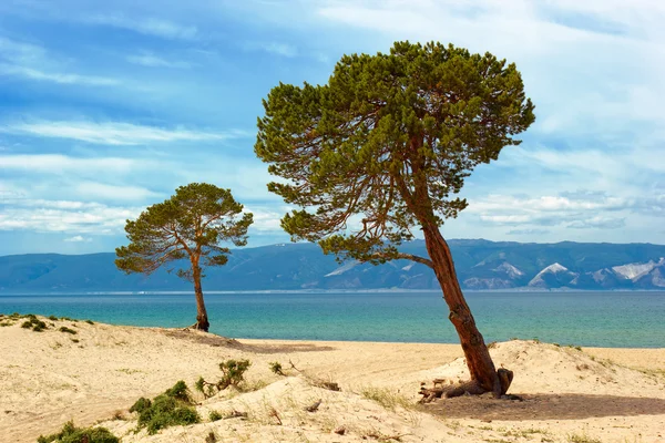 Pines on island Olkhon — Stock Photo, Image