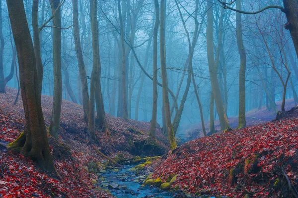 Tajemnica pięknego lasu z mgły i strumień — Zdjęcie stockowe