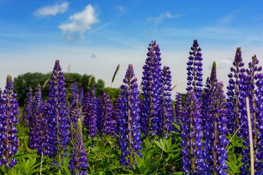 Lupinus, lupin, acı bakla alan pembe mor ve mavi çiçekli