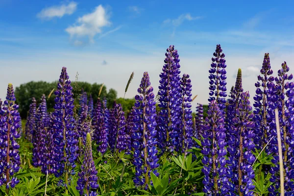 Lupino, altramuz, campo de altramuz con flores rosa púrpura y azul — Foto de Stock