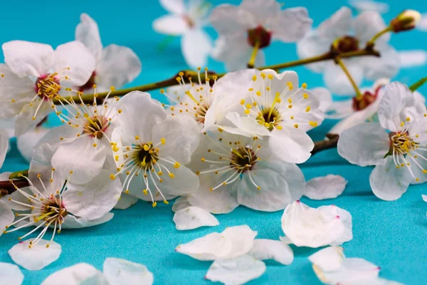 Ветвь вишнево-белых цветов на голубом бумажном фоне . — стоковое фото