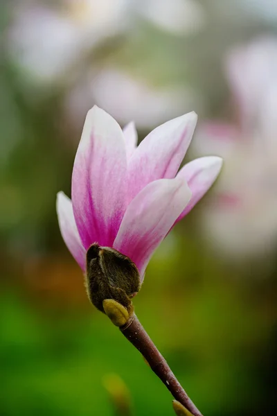Hermosas flores de magnolia rosa en primavera — Foto de Stock