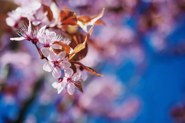 Rama de la primavera Flores de cerezo, flores rosadas . — Foto de Stock