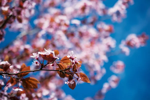 Flor rosa flores de cerezo en un día de primavera — Foto de Stock