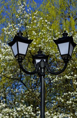 Eski sokak sokak lâmbası direği çiçeği Manolya ağacı ve mavi gökyüzü arka plan