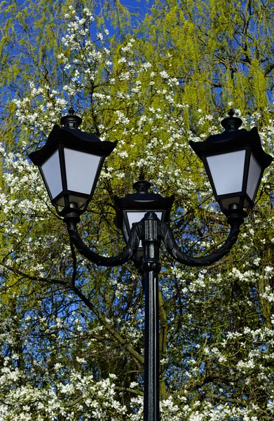 Old street lamppost against blossom magnolia tree and blue sky background — Stock Photo, Image